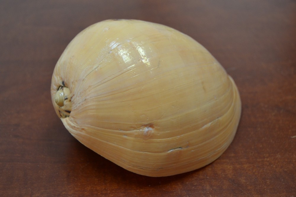 MELO MELON DIADEMA SEA SHELL BEACH DECOR 7" - 8" #7408