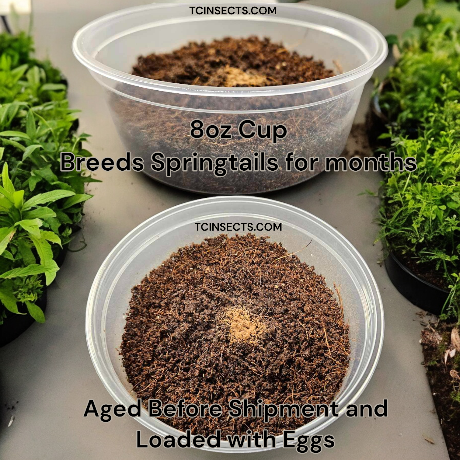 Springtails | Coco Temperate 8oz | Live Arrival & FREE SHIPPING NATIONWIDE!