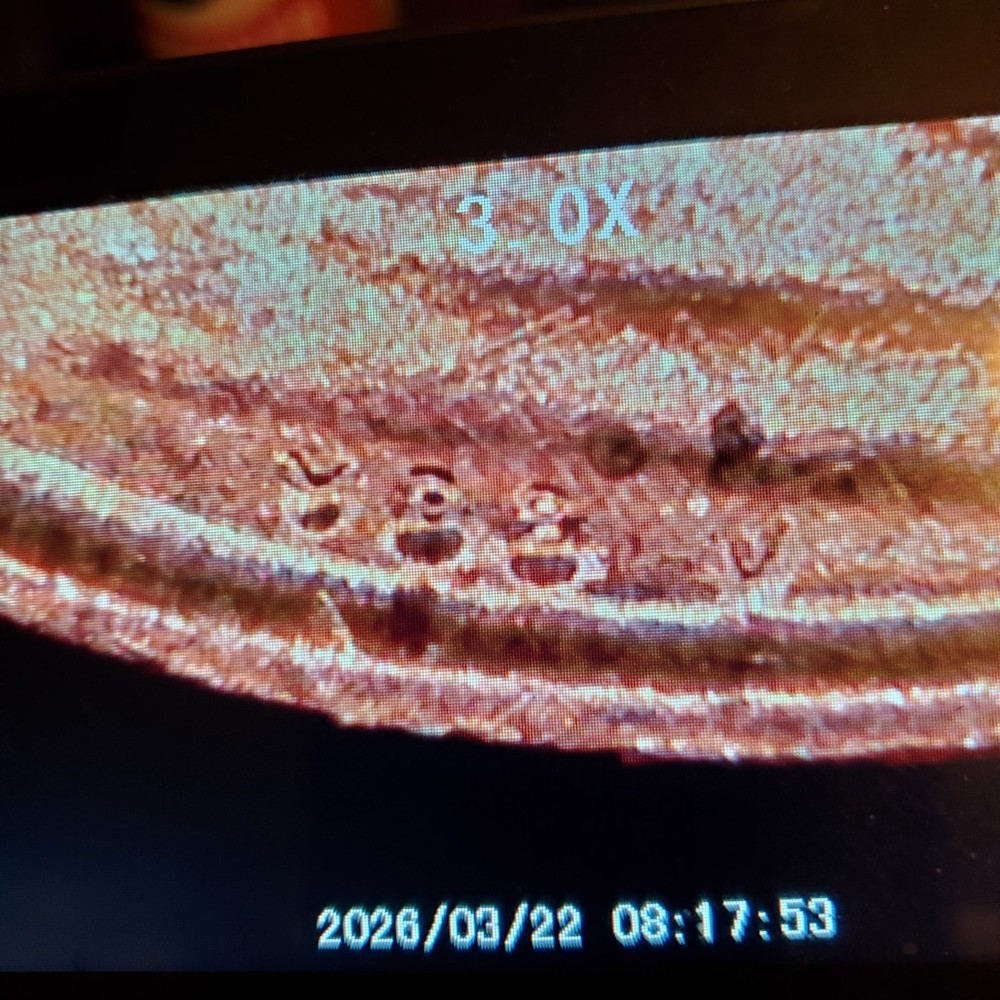 2023 Extra v VDBLincoln Shield Penny (2)
