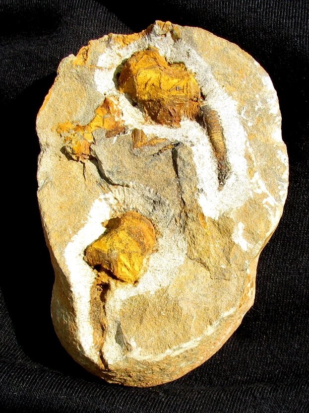 VERY COLORFUL PAIR OF RARE GLYPTOCYSTIS CYSTOID FOSSILS - EXTREMELY DETAILED!