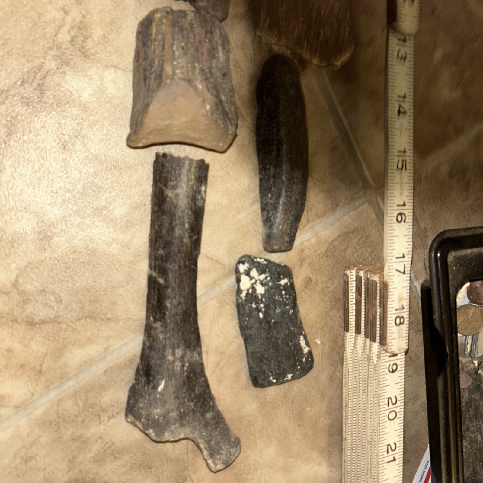 10 Ice Age Fossilized Mammal Bones Pleistocene Era, Omsk Siberia