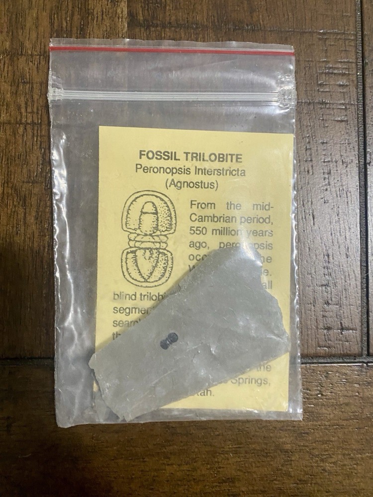 Fossil Trilobite With Information Sheet