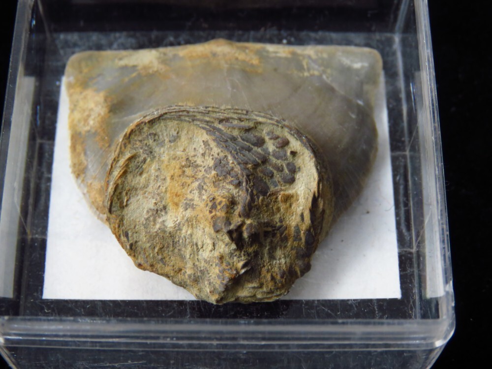 Edrioaseroid- 1 1/2"- Isoroph;us cincinnatiensis - Ordovician-Cincinnati, Ohio