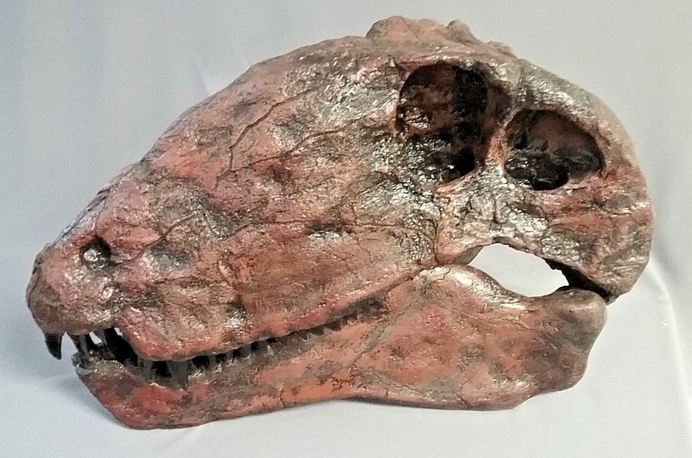 DIMETRODON SKULL REPLICA