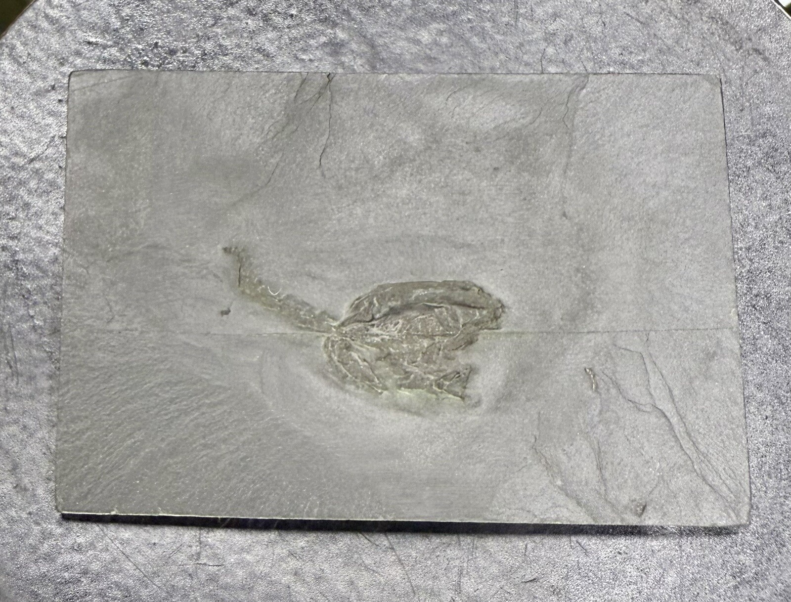 Undetermined Brittle Star Fossil ~Bundenbach Germany~ Devonian Period