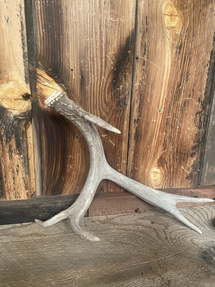 Funky Mule Deer Shed ~ Antler