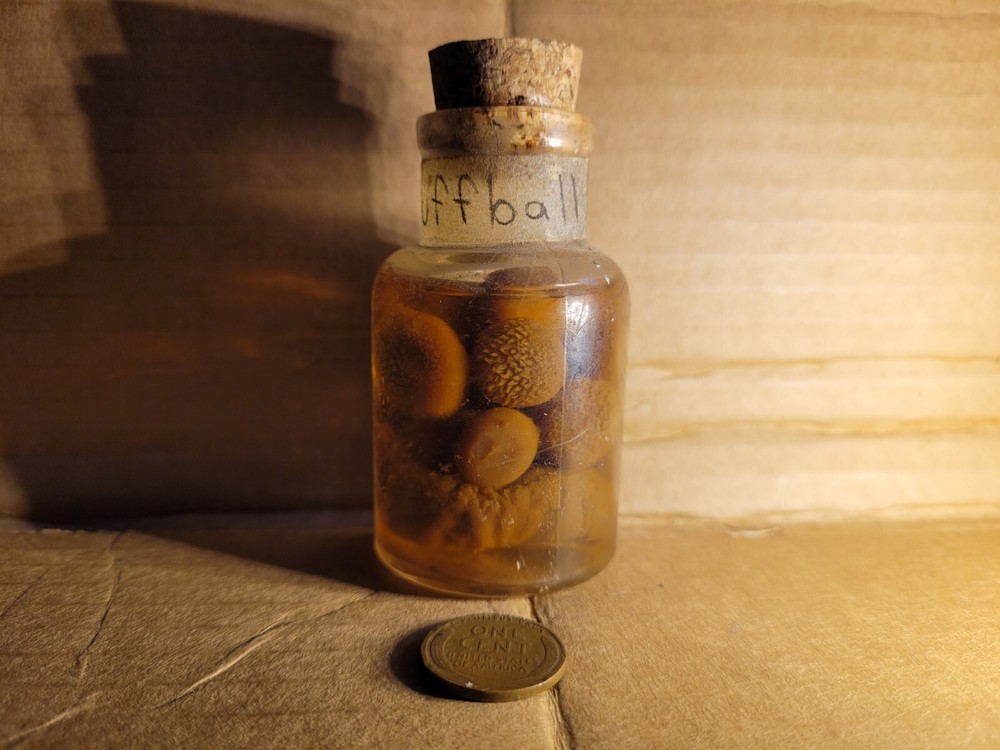 Preserved Curio Puffball Mushrooms
