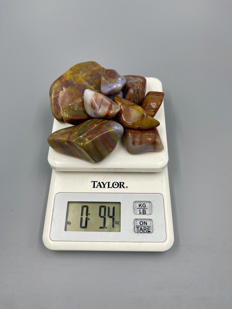 Polished Petrified Wood Assorted 9 Oz
