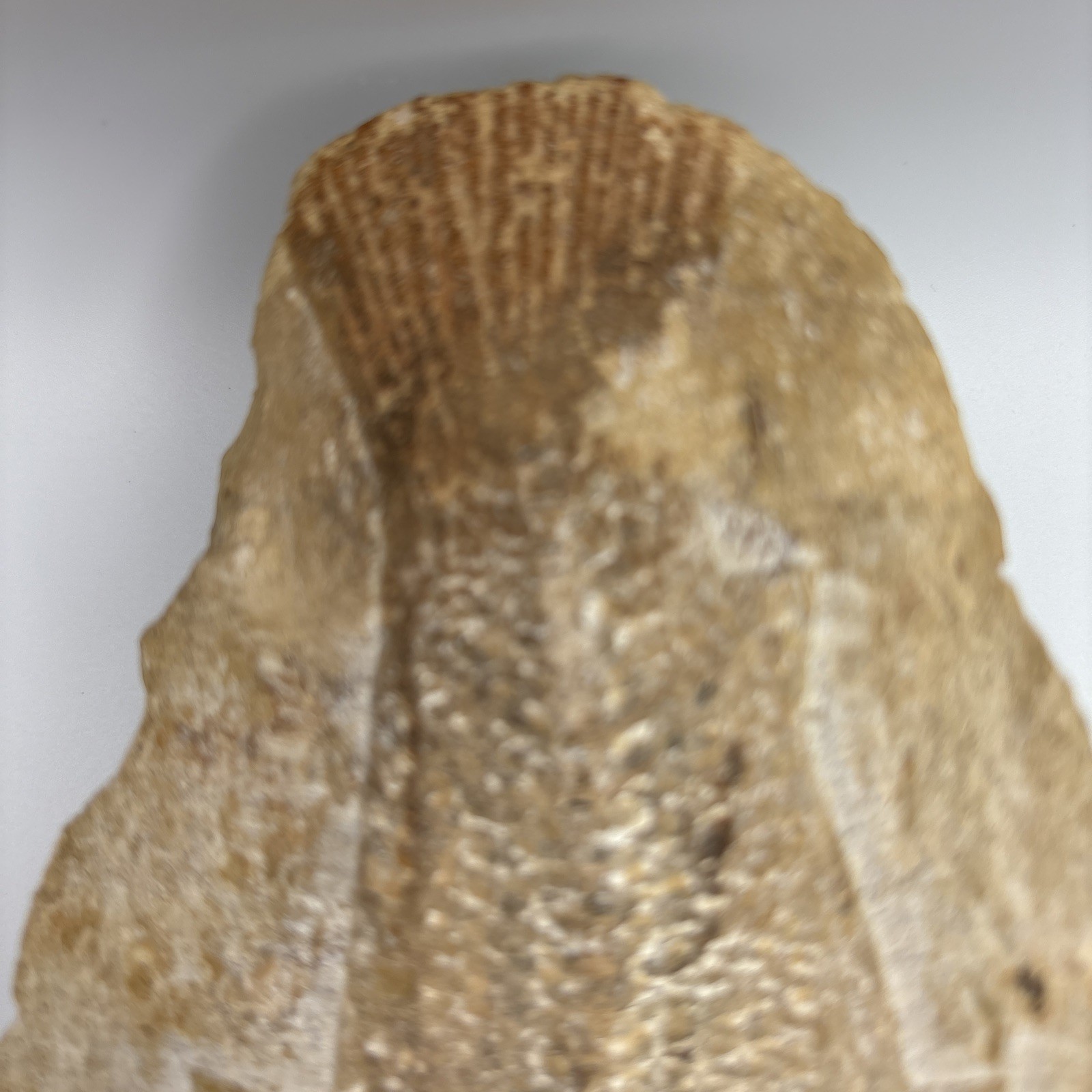 Vinctifer Comptoni Fossil Fish, Brazil, 99-112 million yrs old 9 inches 2 halves