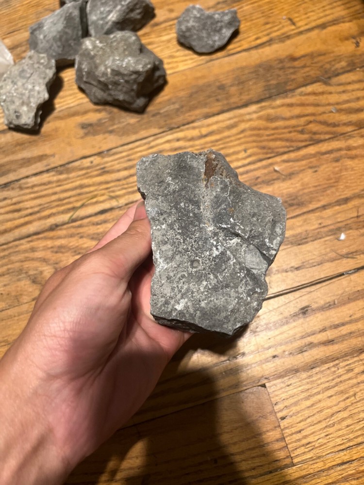 fossil rocks marine creatures