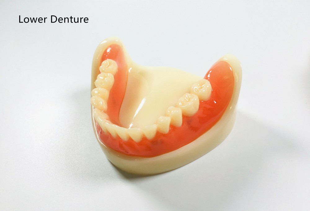 Dental Full Denture Model Magnetic Attachment Mandibular Upper/Lower Study