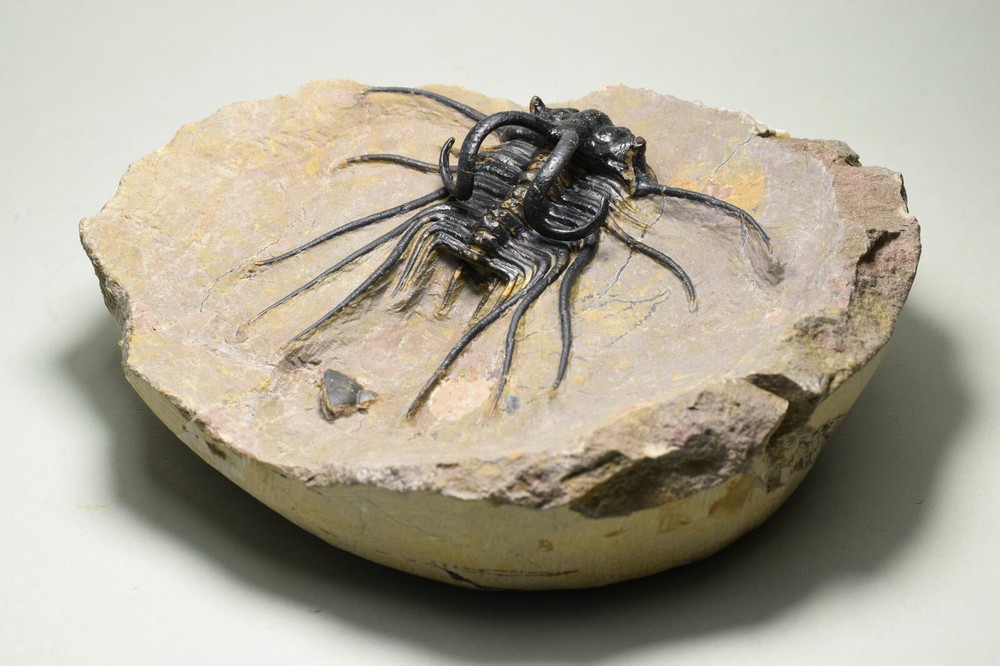 Beautiful spiny trilobite – Dicranurus monstrosus