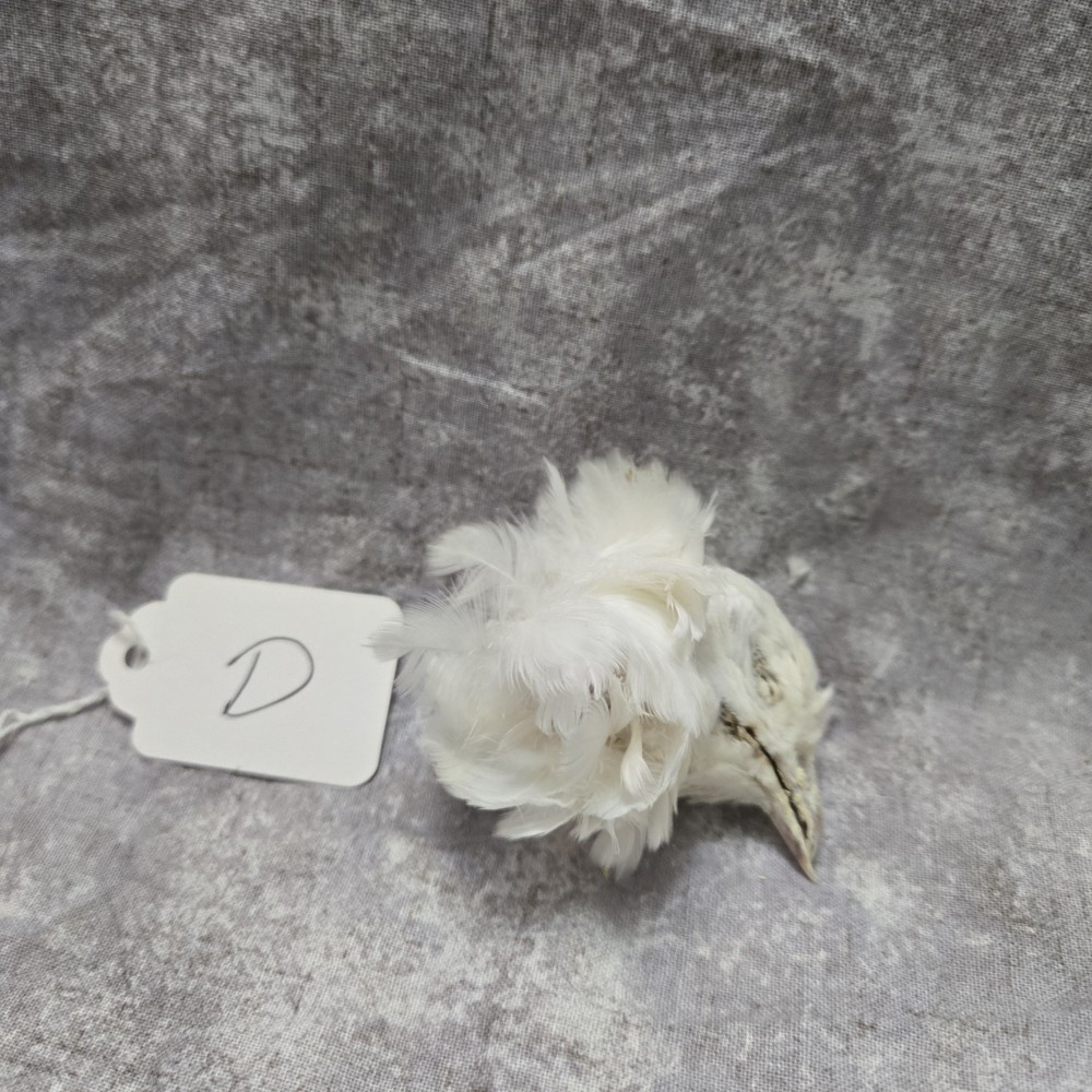1 Dried Quail Head D