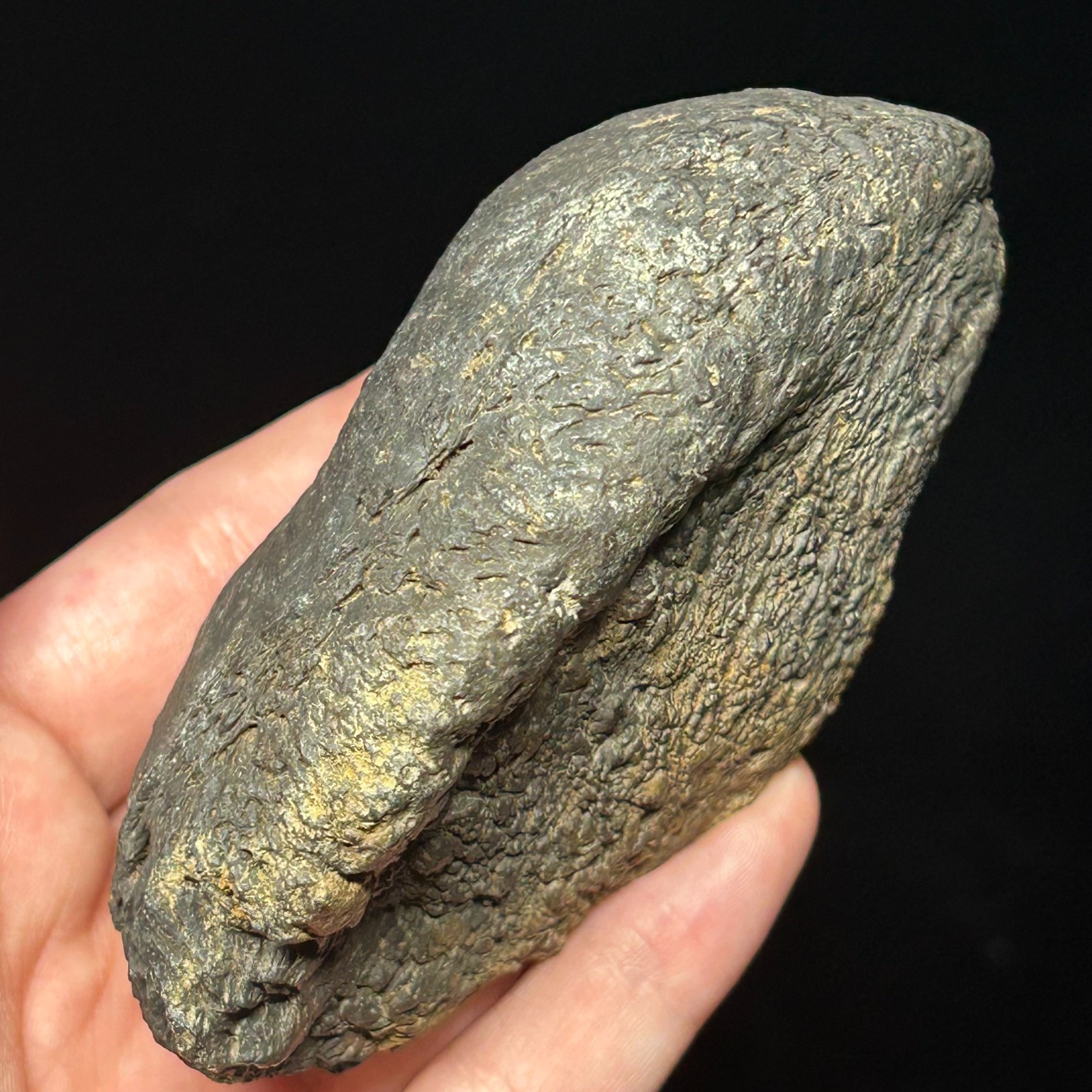 Fossilized Tympanic Bulla Cetacean Ear Bone Fossil 3.87" Pliocene Era Whale