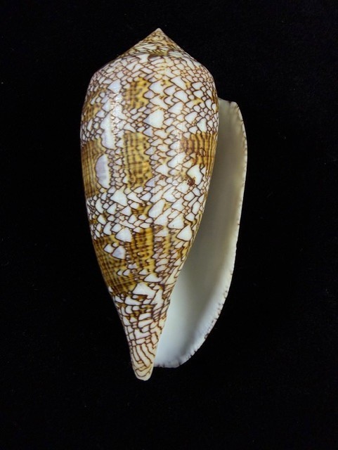Conus Textile Shell 91.7mm Large Cone shell Bohol, Calituban Island W/Data