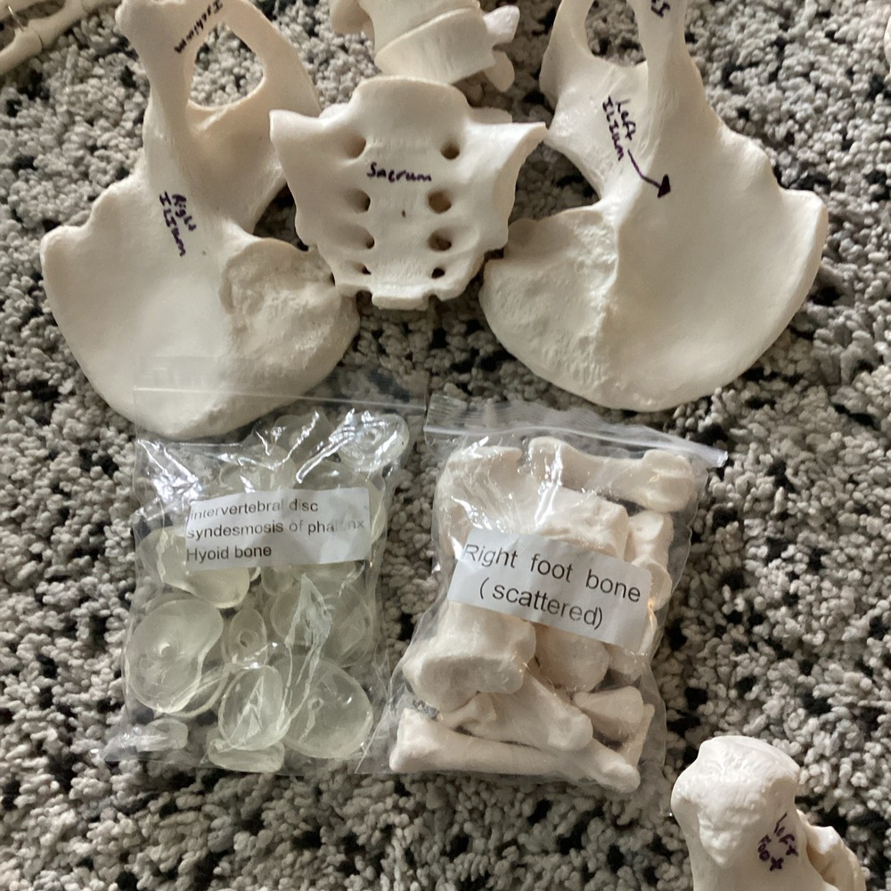 SKELETAL SYSTEM COMPLETE MODEL UNIVERSITY QUALITY REALISTIC