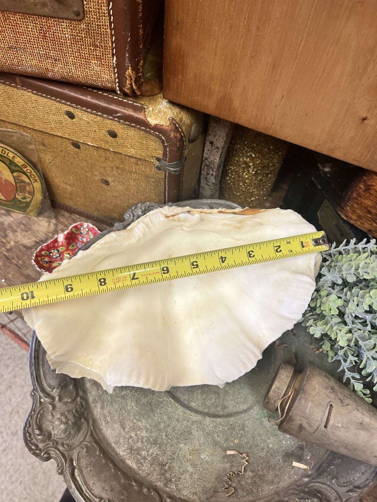 NATURAL REAL GIANT 10” CLAM SHELL SEA SHELL OCEAN SEA Tridacna Gigas