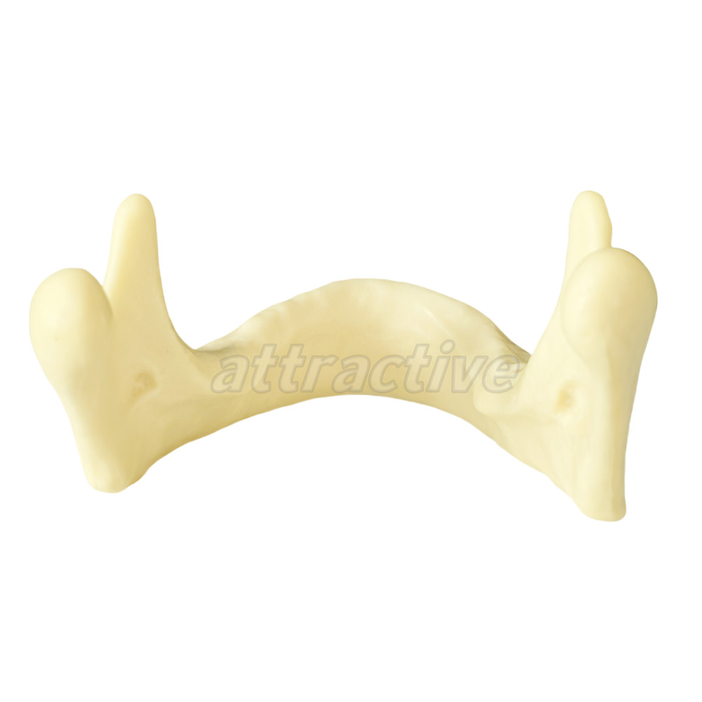 Dental Implant Mandible Jaw Model for Basic Drilling Insertion Practice M2022
