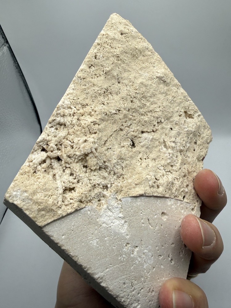 Authentic Potamon Fossil Crab Collection