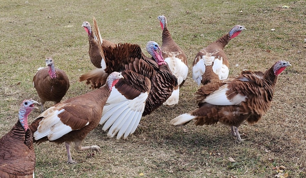 12 Bourbon Red Turkey Hatching Eggs