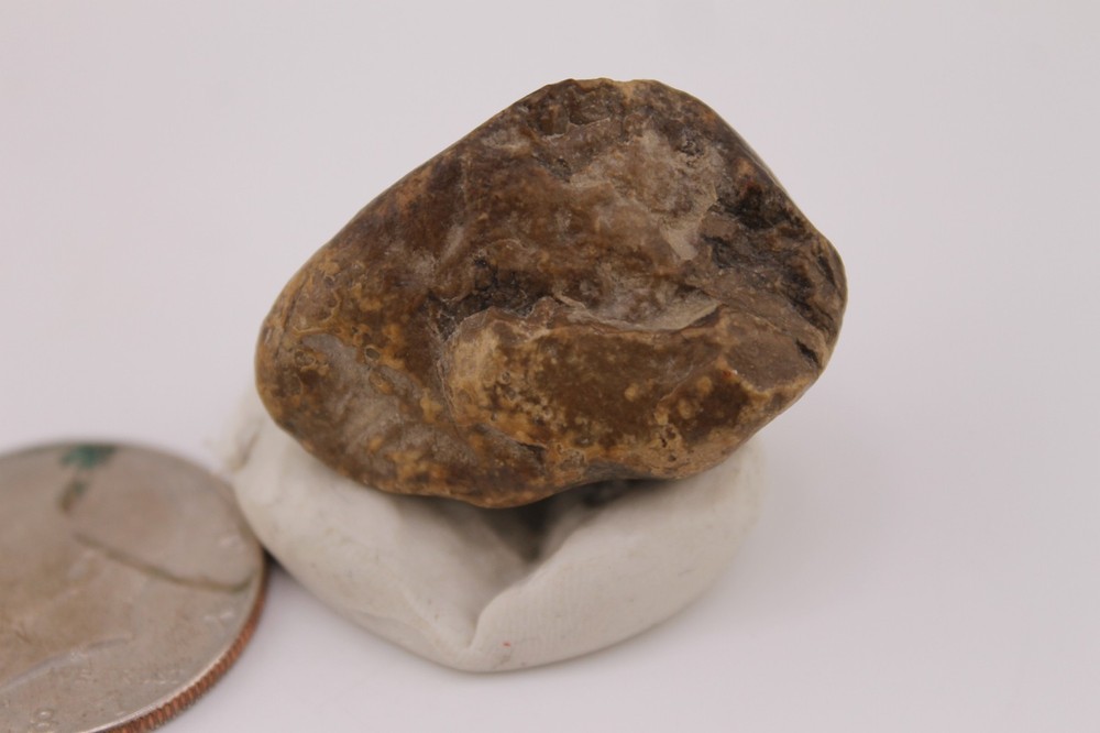 Real Permineralized Reptile Egg Fossil