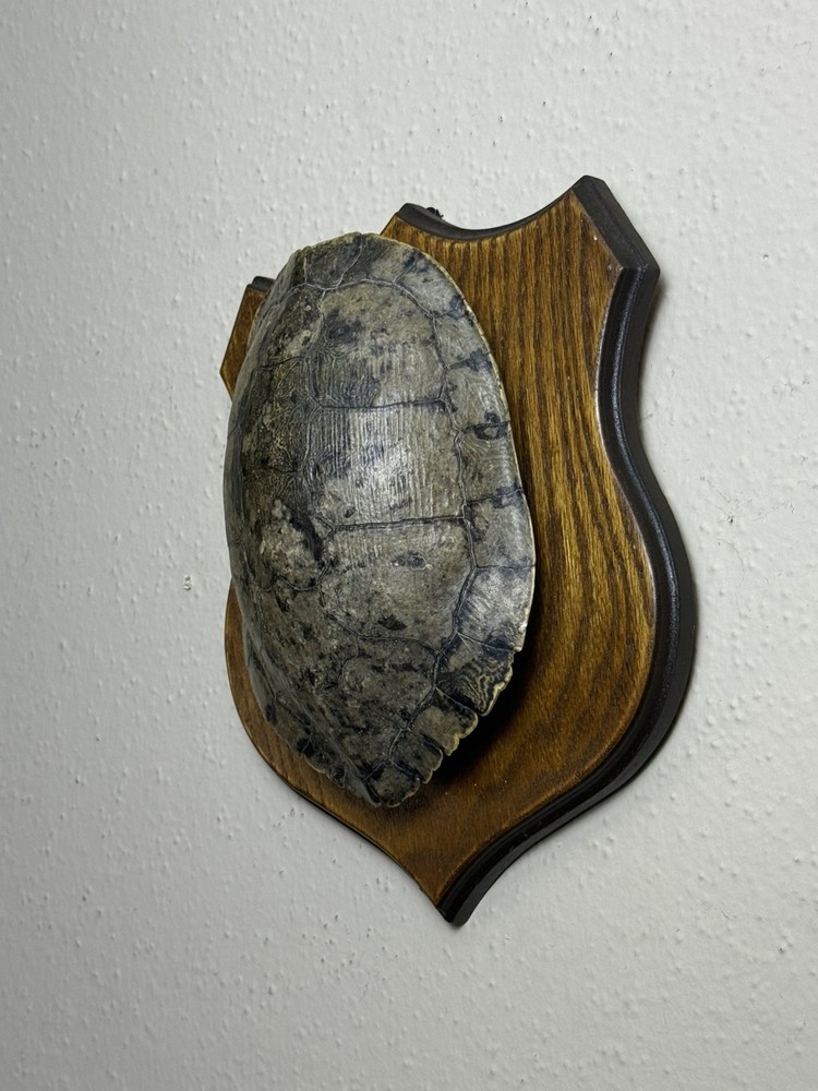 Turtle Shell in real wood plaque