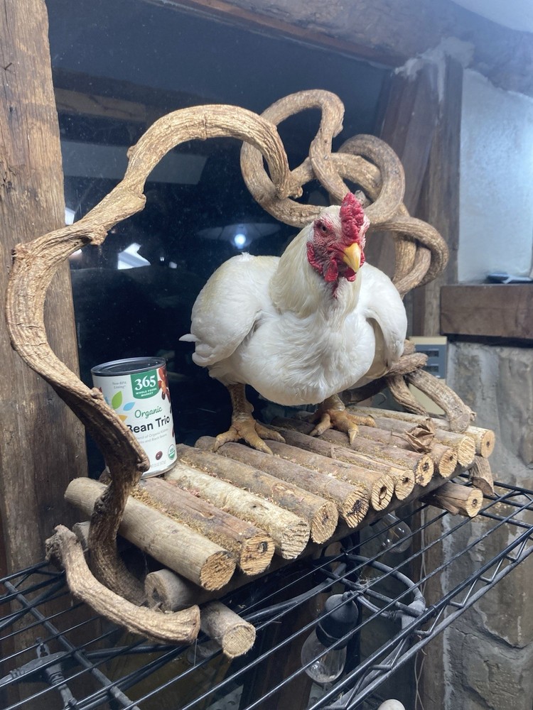 6 Largefowl White Cornish Hatching Eggs