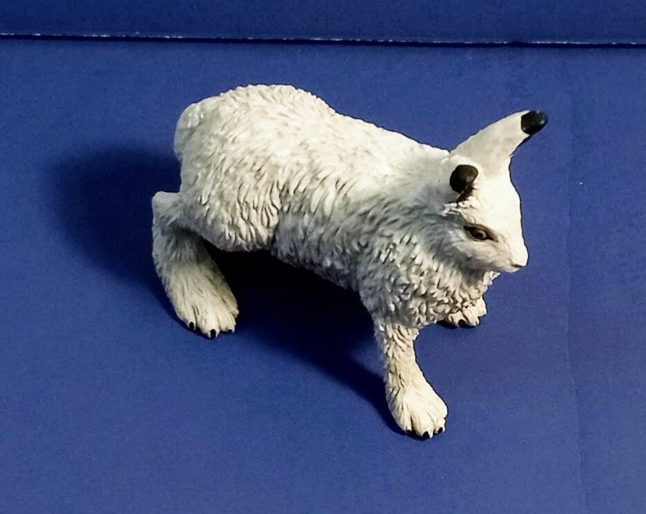 Safari arctic hare rabbit #182129