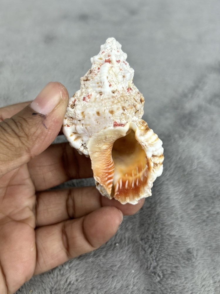 Large Pacific Lampas Shell Seashell 2.5" Beach Cottage Decor