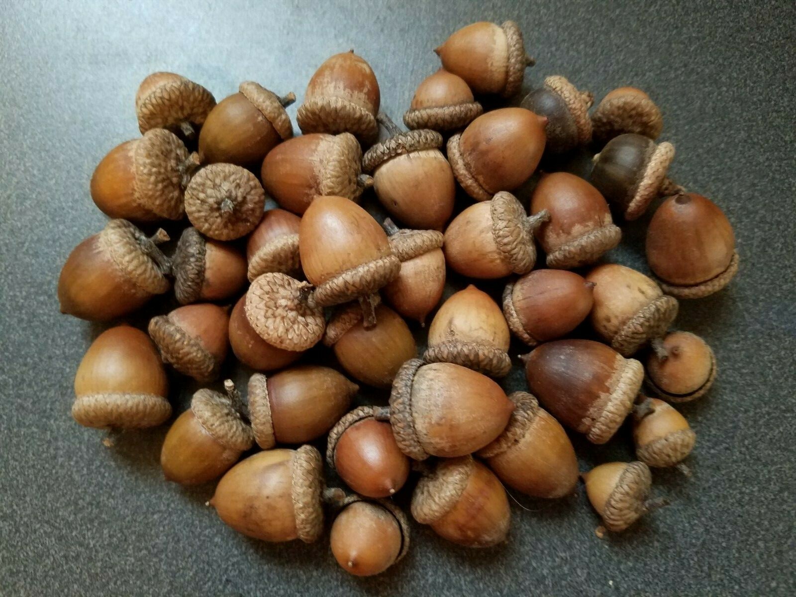 From the Ozarks, 40+ dried acorns WITH caps for crafts, Natural buffed finish
