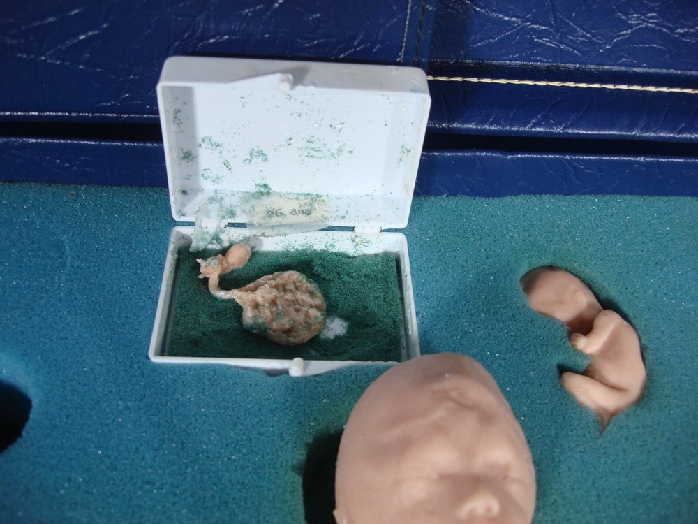 Vintage Trainex Fetal Development Trainer