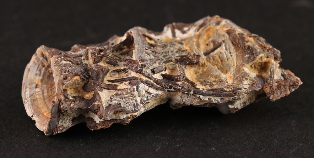 Fossil Fish Ichthyodectes Multiple Vertebrae Cretaceous Kansas COA #3307