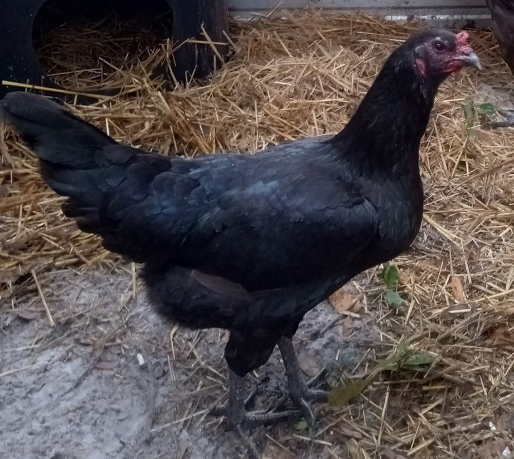 6+ rare Belgian Liege hatching eggs