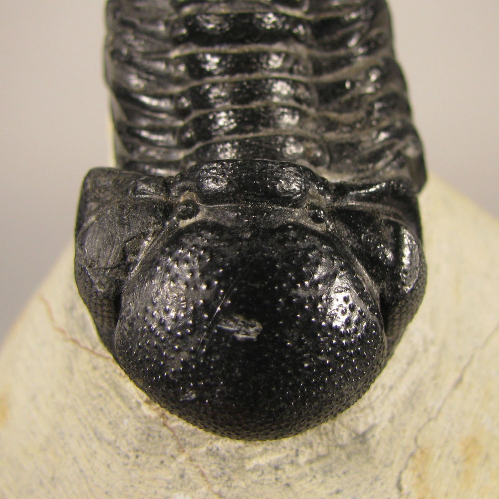 1.9" Phacops TRILOBITE Fossil on Matrix - Devonian Age - Morocco