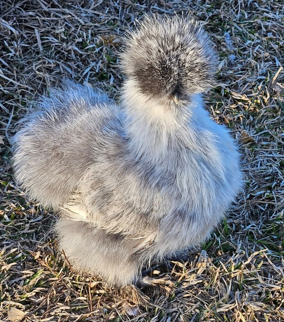 12+ Silkie, Satin, Frizzle Show Quality Hatching Eggs, NPIP Cert