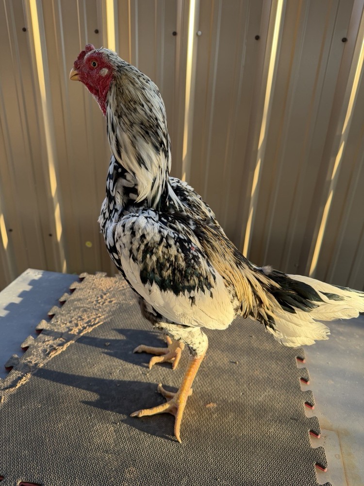 Live farm chicken