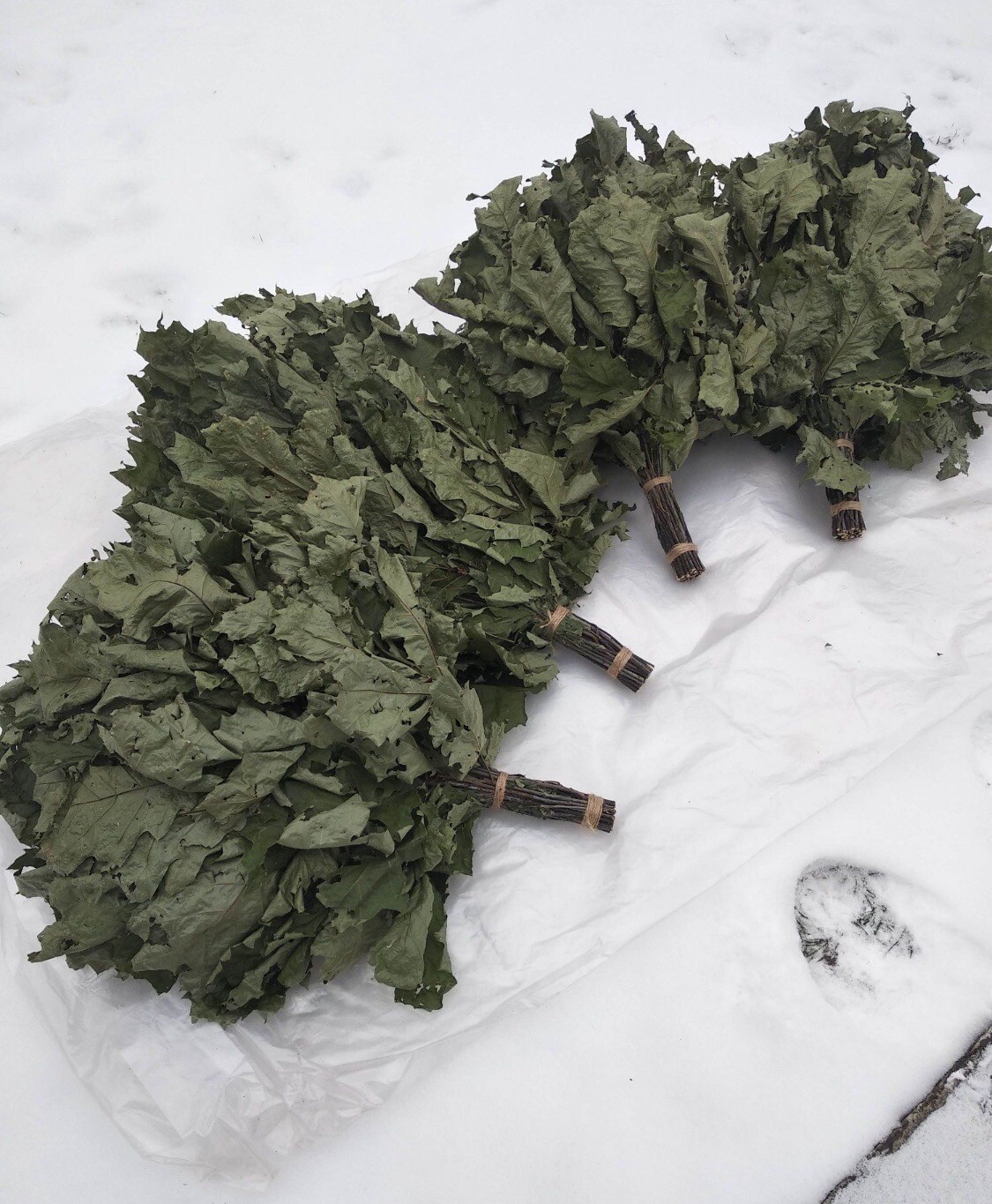 24 Birch brooms NEW SEASON 2025 sauna banya venik Eiche whisks eco Ukrainian