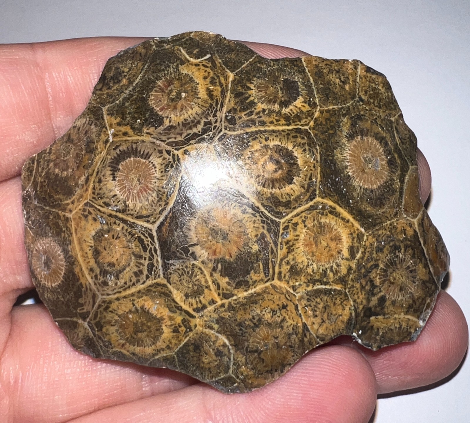 Moroccan Pre Dinosaur Fossil Polished Coral Lot 3 Inches One Per Order