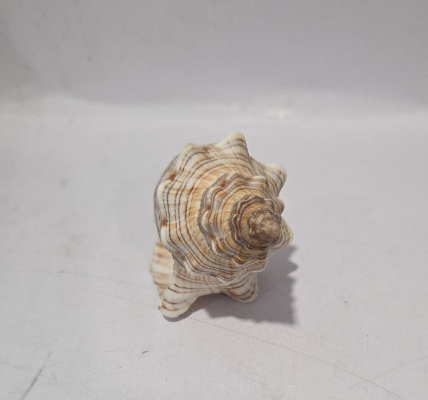 Striped Fox Conch Shell 3 5/8" - 93 mm