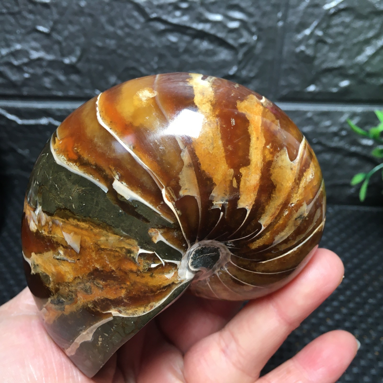567g Natural polishing Ammonite crystal specimens fb1037