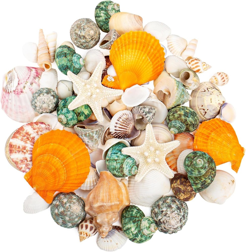 Natural Sea Shell Mixed Ocean Shells Set - 0.8"-2.5" Various Sizes Seashell Conc