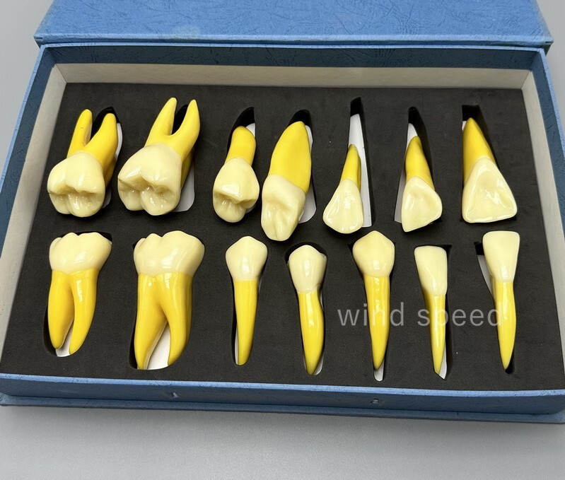 4 Times Extracted Permanent Teeth anatomy model Lab anatomical Study model T-D10