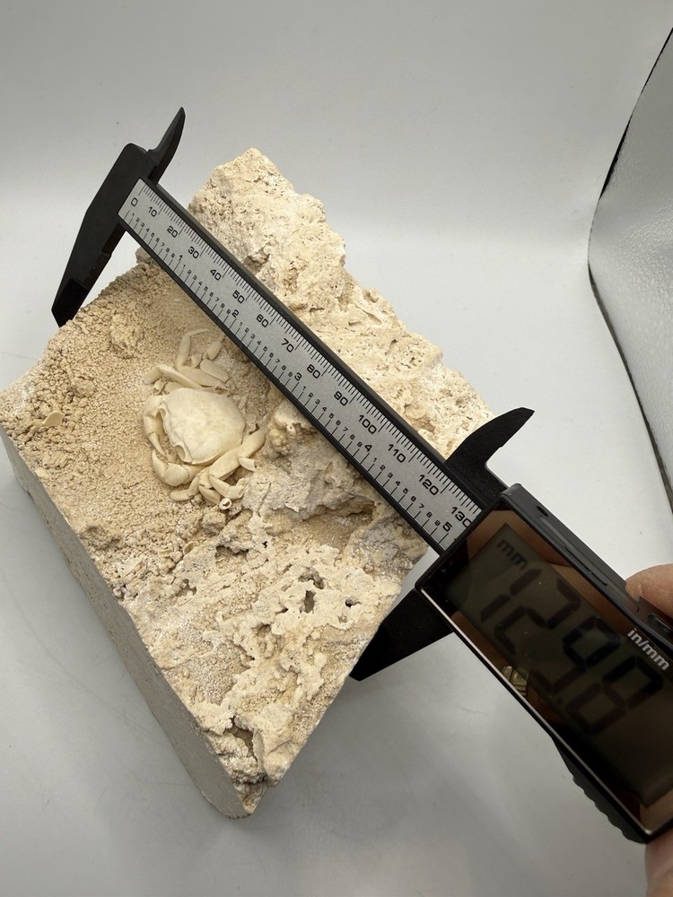 Authentic Potamon Fossil Crab Collection