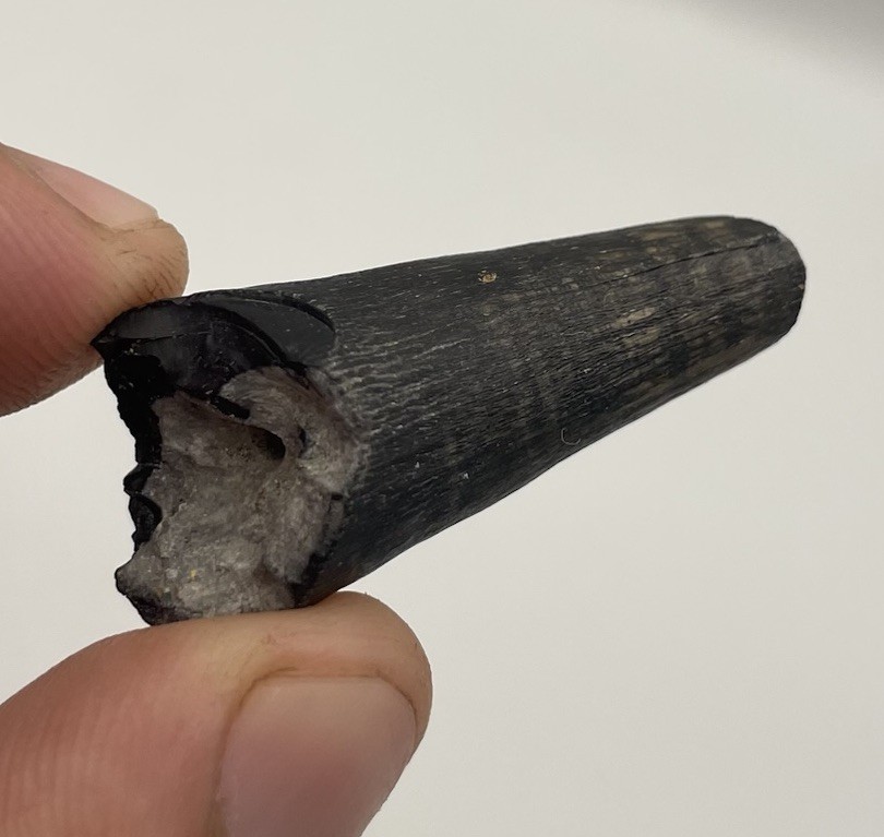 Alligator Tooth Fossil Feeding Wear On Tip Authentic Florida Fossil Alligator