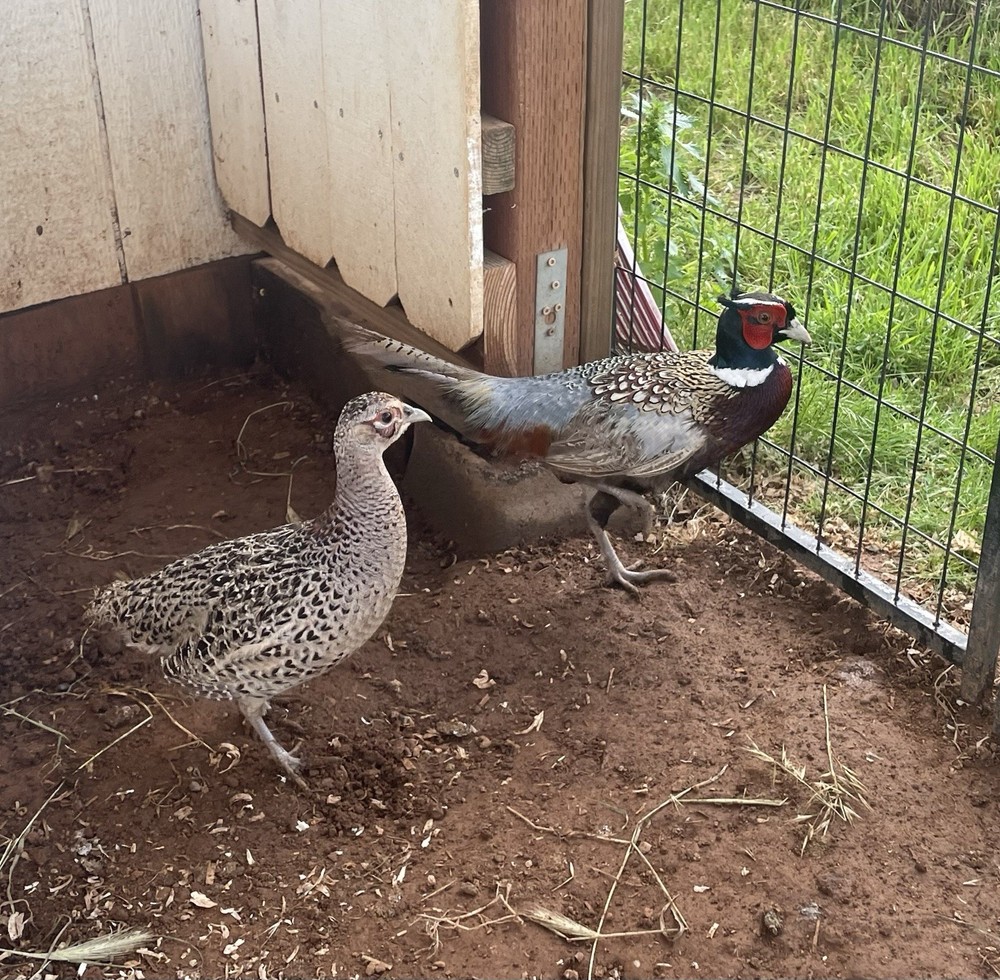 Kansas Ringneck Pheasants Hatching Eggs 12+ Extras