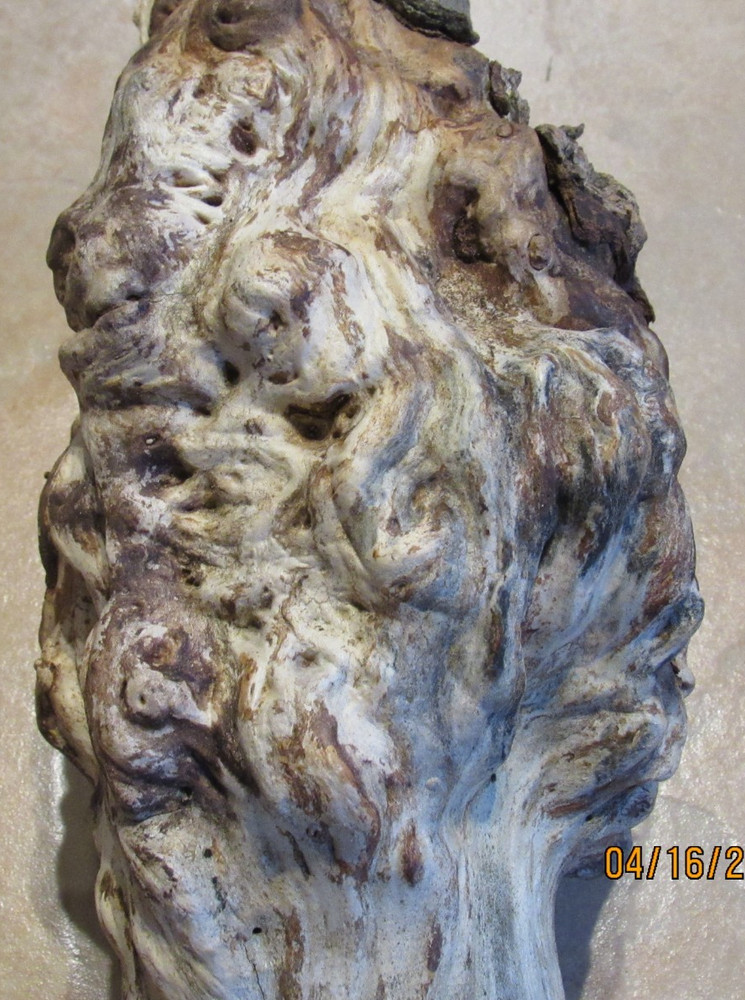Maple Tree Knot for Decorating or Carving