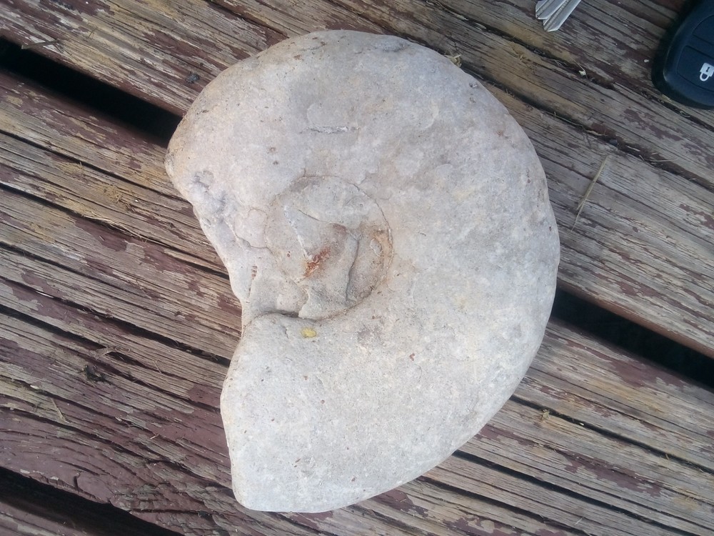 Fossils Found In North Texas Two Fossils