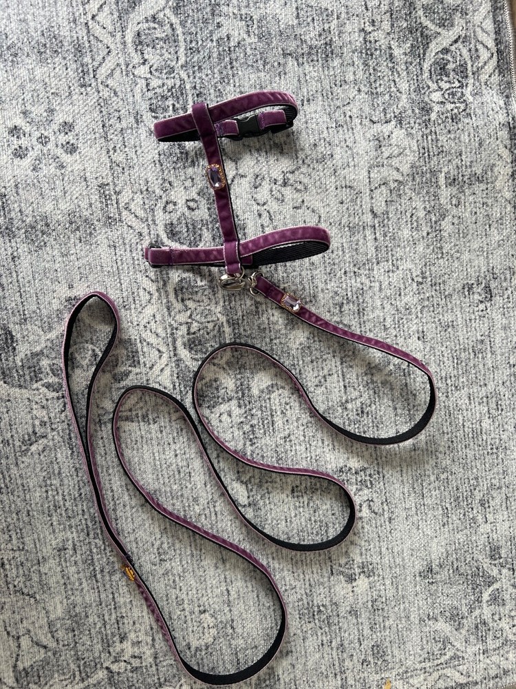tiny dog harness with a leash