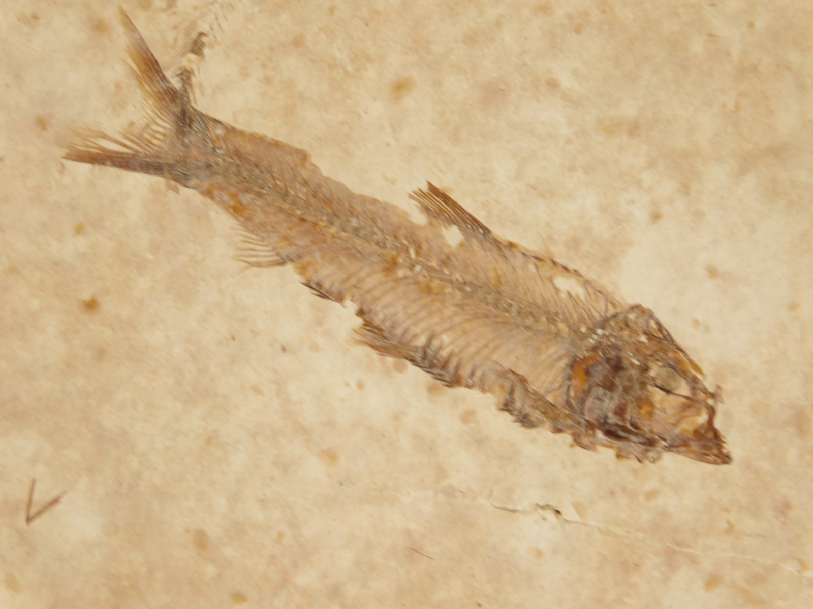 Rock AQUARIUM SEVEN! 50 Million Year Old Knightia FISH Fossils Wyoming 359gr