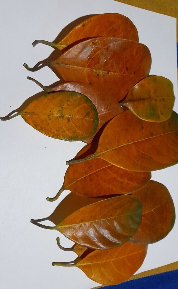 original organise 100% jackfruit leaf